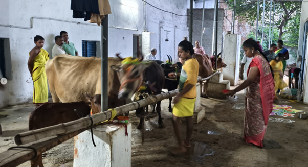 Gaushala Cow Care