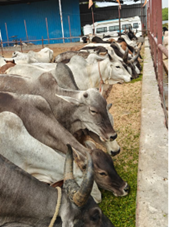 Gaushala — Cow Care
